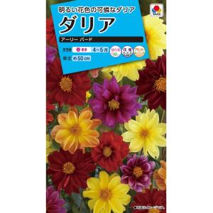 花種　NL150 ダリア　アーリーバード　小袋 [FDR130]【花の種】【タキイのタネ】【ガーデニング】