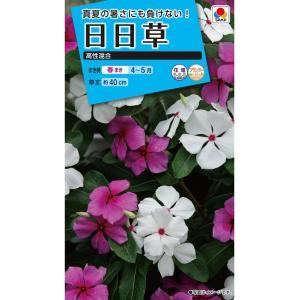 花種 NL150 日日草 高性混合 小袋 [FN...の商品画像