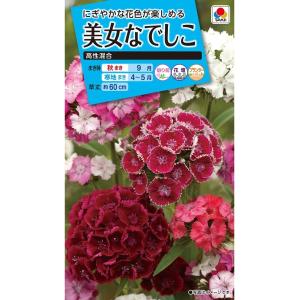 花種　NL150 美女なでしこ　高性混合　小袋 [FBN050]【花の種】【タキイのタネ】【ガーデニング】