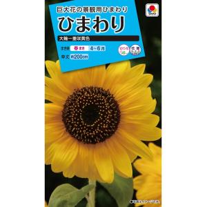 花種　NL150 　ひまわり　大輪一重咲黄色　小袋 [FHM111]【花の種】【タキイのタネ】【ガーデニング】
