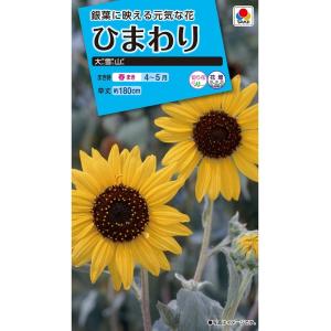 花種　NL150 　ひまわり　大雪山　小袋 [FHM114]【花の種】【タキイのタネ】【ガーデニング】