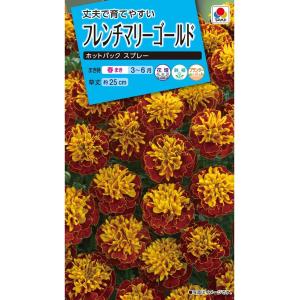花種　NL150 　フレンチマリーゴールド　ホットパックスプレー　小袋 [FKJ267]【花の種】【タキイのタネ】【ガーデニング】