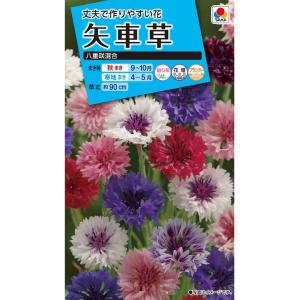 花種　NL150 　矢車草　八重咲混合　小袋 [FYG110]【花の種】【タキイのタネ】【ガーデニング】