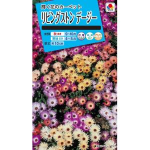 花種　NL150 　リビングストンデージー　小袋 [FZZ740]【花の種】【タキイのタネ】【ガーデニング】