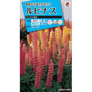 花種　NL150 　ルピナス　ラッセル混合　小袋 [FRP139]【花の種】【タキイのタネ】【ガーデニング】