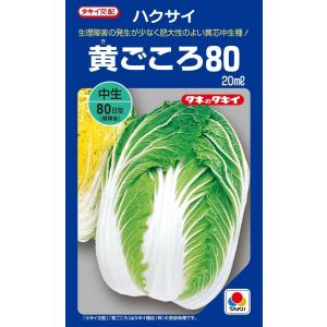 ハクサイ　黄ごころ80　20ml　【タキイ種苗】【黄芯白菜の種】【野菜種子】