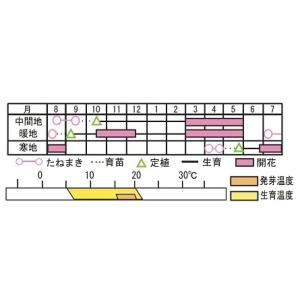 花タネ NL300 パンジー F1ピカソクリア...の詳細画像1
