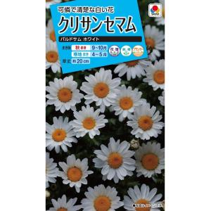 花種　NL150 クリサンセマム パルドサム ホワイト 小袋 [FCR117]【花の種】【タキイのタネ】【ガーデニング】