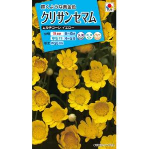 花種　NL150 クリサンセマム ムルチコーレ イエロー 小袋 [FCR133]【花の種】【タキイのタネ】】【ガーデニング】