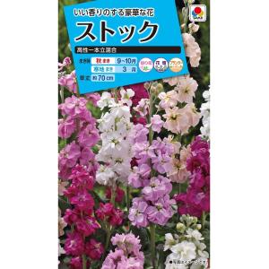 花種　NL150 ストック　高性一本立混合 小袋 [FST110]　【花の種】【タキイのタネ】【ガーデニング】