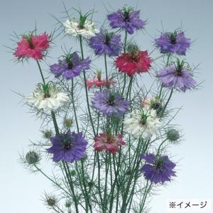 花種 NL150 ニゲラ ミスジーキル混合 小...の詳細画像2