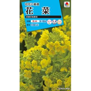 花種　 NL150 　花菜　京都伏見寒咲花菜 小袋 [FNA111]【花の種】【タキイのタネ】【ガーデニング】