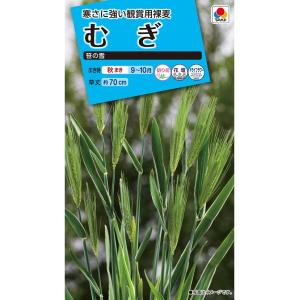 花種　NL150 むぎ 笹の雪 小袋 [FZZ430]【花の種】【タキイのタネ】【ガーデニング】