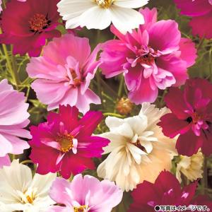 花種 NL150 コスモス サイケ 小袋 [FC...の商品画像
