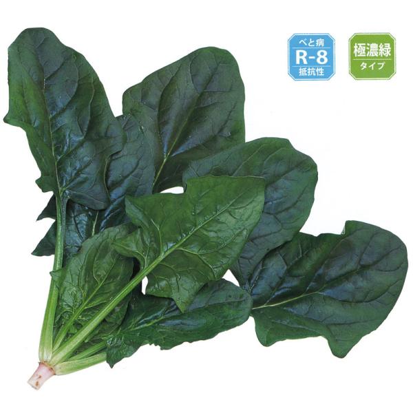 ホウレンソウ　プログレス　PRIMAX種子　サカタのタネ　L2万粒　M3万粒　サカタのタネ