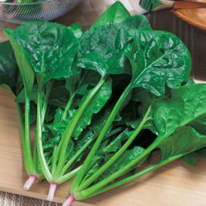 SK9-099 ブロッコリー種子 ペレット5000粒 【野菜種子】【サカタのタネ