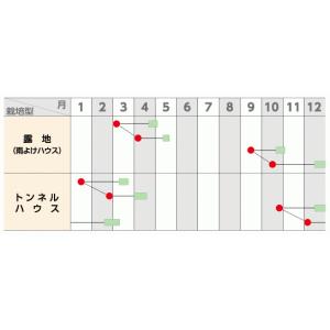 さくらぎ 小松菜種子 2dl 【野菜種子】【サ...の詳細画像1