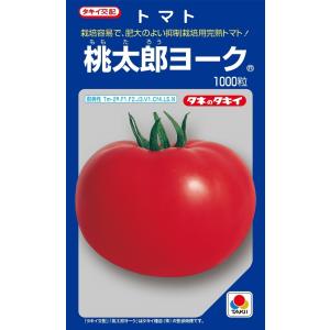 桃太郎ヨーク　大玉トマト種子　1000粒　【トマト種】【タキイのタネ】【野菜の種】