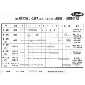 夏扇4号 ペレット6000粒【根深ネギ種】【サ...の詳細画像2