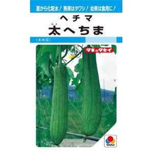 太へちま　35粒　【タキイのタネ】【野菜の種】