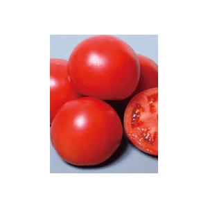 麗夏　大玉トマト種子　PRIMAX1000粒　【トマト種】【サカタのタネ】【野菜の種】