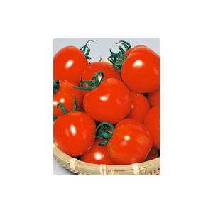 シンディースイート　中玉トマト種子　PRIMAX1000粒　【トマト種】【サカタのタネ】【野菜の種】