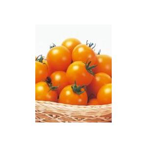 シンディーオレンジ　中玉トマト種子　PRIMAX1000粒　【トマト種】【サカタのタネ】【野菜の種】