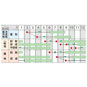 アイコ ミニトマト種子 PRIMAX1000粒...の詳細画像1