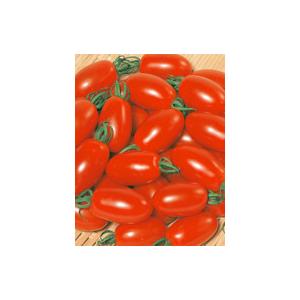 SK9-099 ブロッコリー種子 ペレット5000粒 【野菜種子】【サカタのタネ