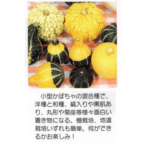 2026年5月】おもちゃかぼちゃ（種、種子）のおすすめ人気ランキング
