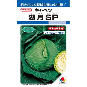 湖月SP　キャベツ種子　180粒　中生種　年内〜冬採り　寒玉系