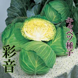 SK9-099 ブロッコリー種子 ペレット5000粒 【野菜種子】【サカタのタネ