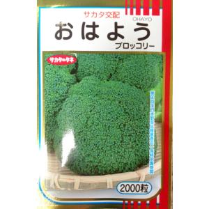 おはよう　ブロッコリー種子　2000粒　　【野菜種子】　【サカタのタネ】【ブロッコリーの種】