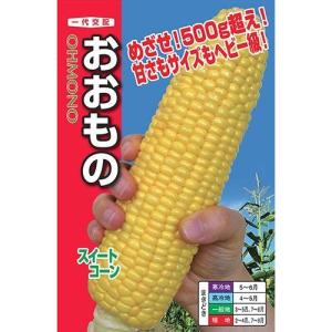 おおもの　トウモロコシ種子　2000粒　