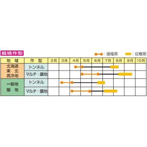 ピュアホワイトSP トウモロコシ種子 2000...の詳細画像1