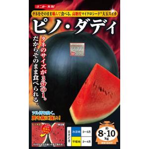 SK9-099 ブロッコリー種子 ペレット5000粒 【野菜種子】【サカタのタネ