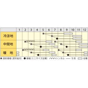 レッドハーモニー 人参種子 生種200粒【カラ...の詳細画像1