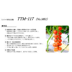 サマー千果(TTM-117) ミニトマト種子 1...の商品画像