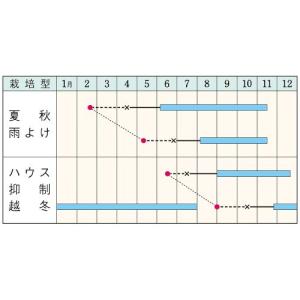 サマー千果(TTM-117) ミニトマト種子 ...の詳細画像3