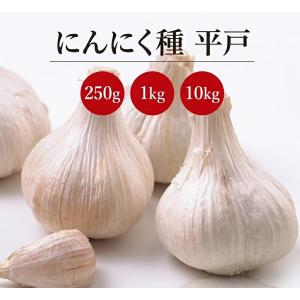 ニンニク種子 平戸 Lサイズ 【種にんにく】【ニンニク種】暖地栽培向き