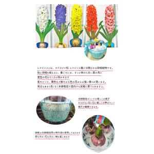 ヒヤシンス紫色 品種(ブルージャケット)特大球...の詳細画像2
