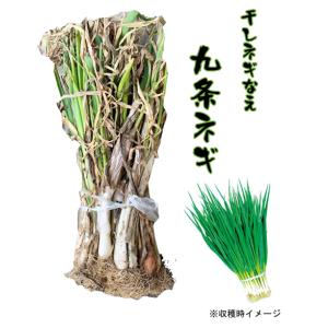 予約　九条ネギ苗　九条干し葱苗　【九条ネギ苗】【干しネギ苗】