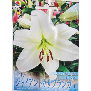 ジャイアントカサブランカ (白色) 1球 オリエ...の商品画像