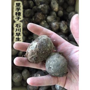 里芋種子 石川早生芋 1kg【人気定番】種芋の商品画像