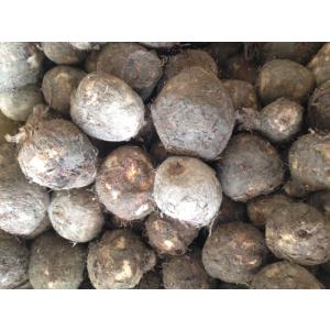 里芋種子 石川早生芋 1kg【人気定番】種芋の詳細画像1