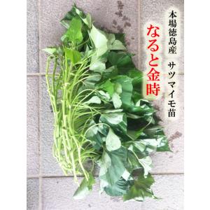 予約商品】玉ねぎ苗 500本束 ソニック 早生【タキイ交配】【玉ねぎ苗