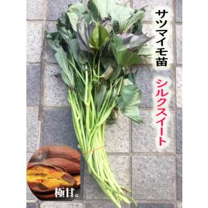 【2026年　予約商品】シルクスイート　10本　サツマイモ切り苗（登録品種 HE306 海外持ち出し禁止）【芋ズル】【薩摩芋苗】