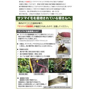 【2026年 予約商品】シルクスイート 10本...の詳細画像3