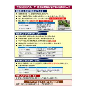 【2026年 予約商品】シルクスイート 10本...の詳細画像4