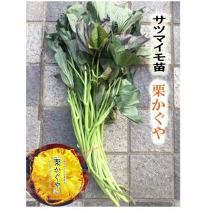 2026年 予約商品】紅はるか 10本 サツマイモ切り苗 （登録品種 べに